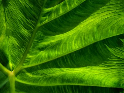 Leaf Detail, Boerner Botanical Gardens, WI 2005