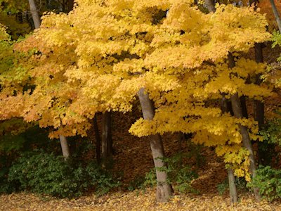 Fall Colors, Petrifying Springs, WI 2005