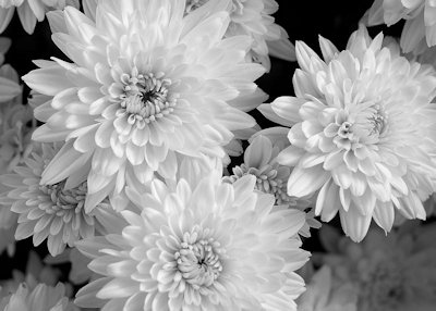 Chrysanthemums, McGregor, Iowa