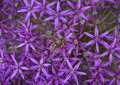 Wasp, Giant Allium