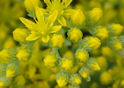 Ground Cover Sedum