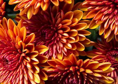 Chrysanthemums