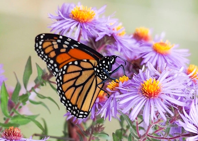 Monarch Butterfly on Aster