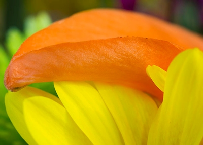 Lily and Daisy Flower Petals