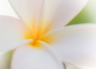 Plumeria Blossom