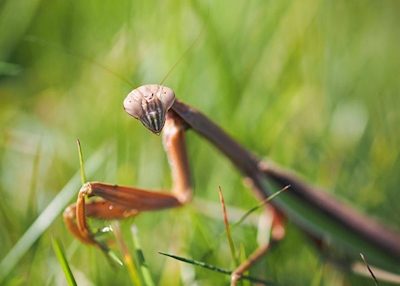 Giant Praying Mantis