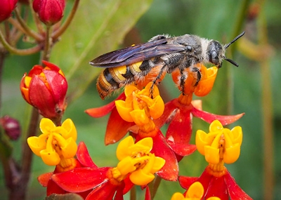 Yellow Jacket on Mexican Milkweed