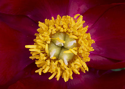 Rose Petal Detail